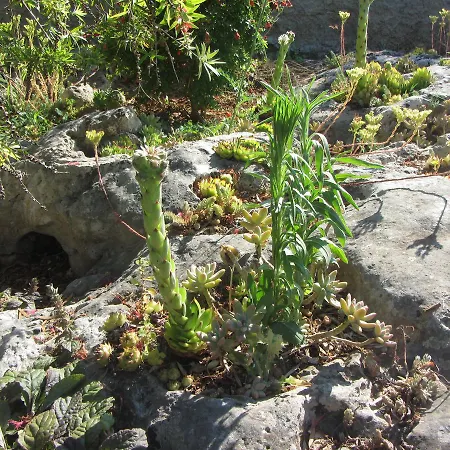 بيت للعطل Holiday Fig Tree