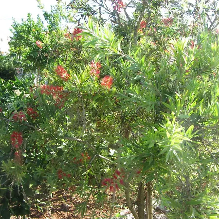 Holiday Fig Tree